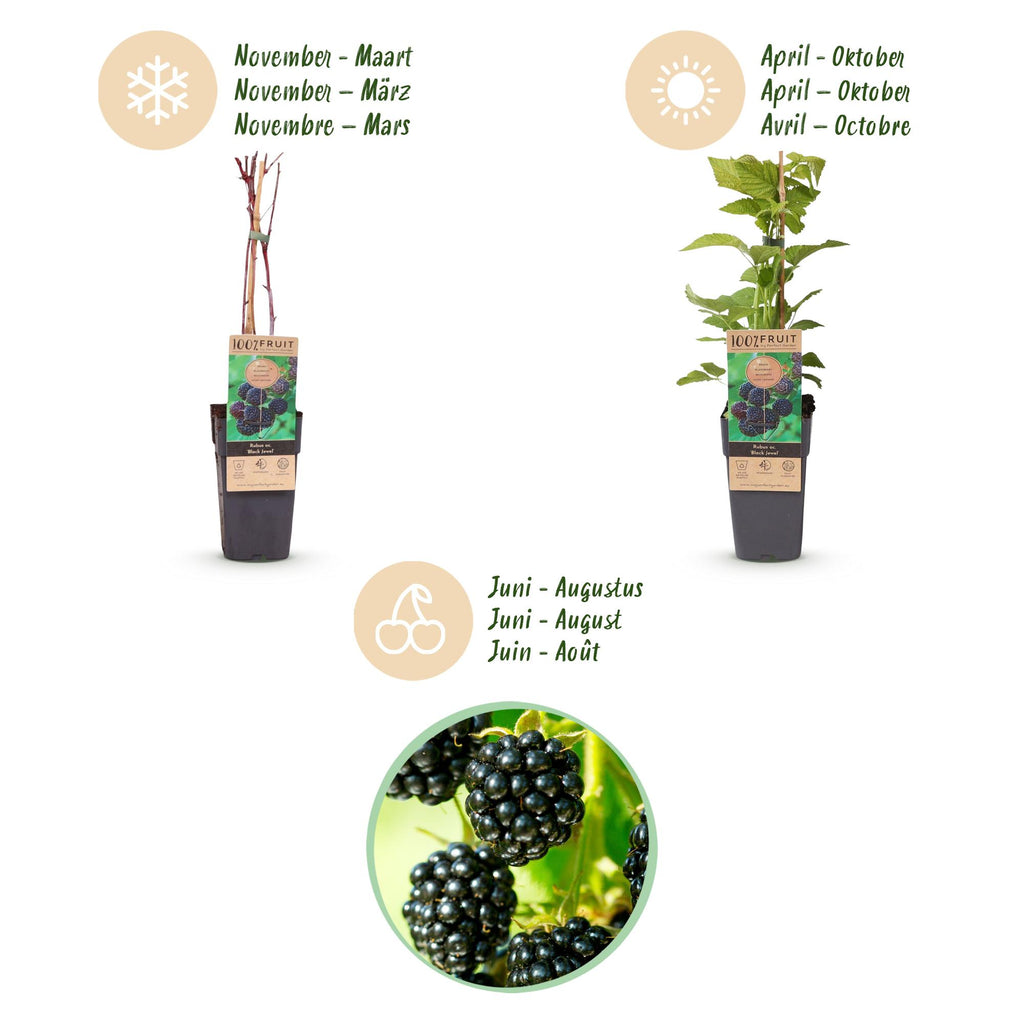 Fruitplant - Rubus occ. Black Jewel - Bramenplant - Winterhard - Zwarte Braam - 2 Planten - Pot 15cm - Hoogte 50cm