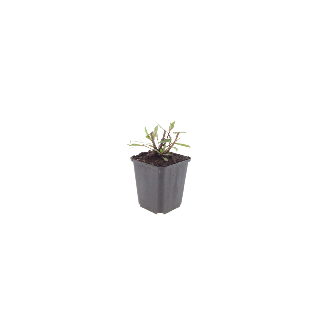 24x Gaura l. 'Whirling Butterflies' - ↕10-25cm - Ø9cm