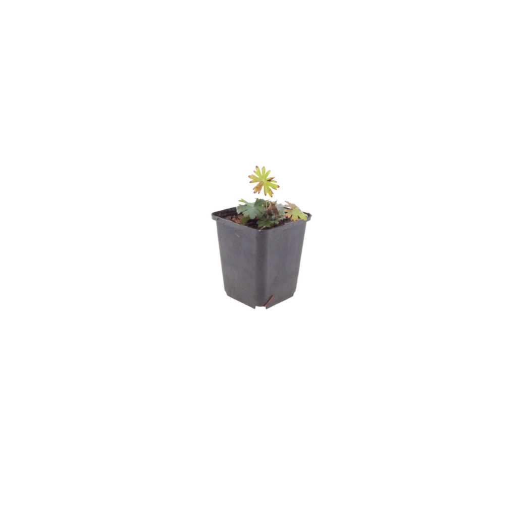 60x Geranium sanguineum - ↕10-25cm - Ø9cm