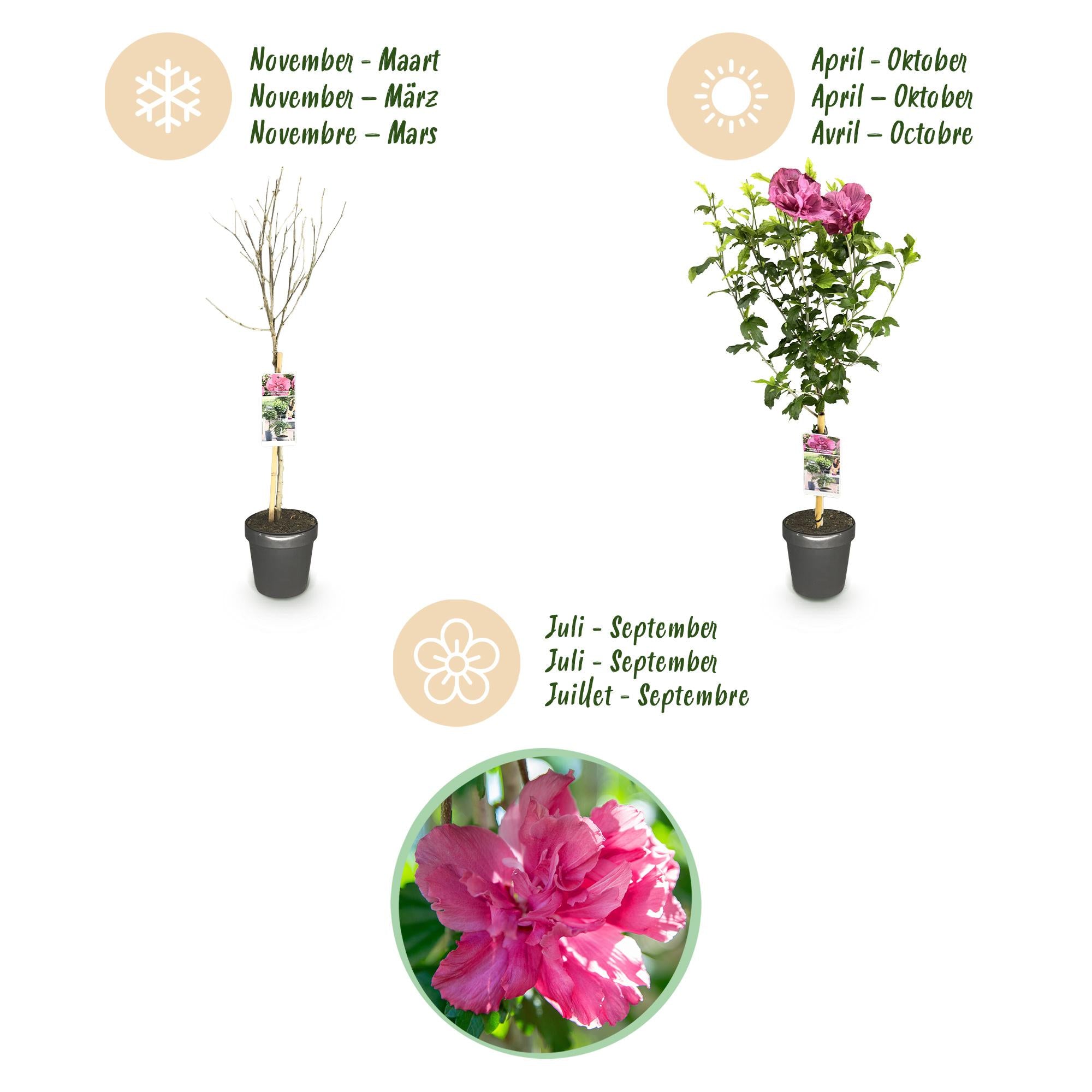 Plant op Stam - Hibiscus syriacus Magenta Chiffon® - Terras Plant - Bladverliezend - Winterhard - Roze Bloem - Pot 19cm Hoogte 90cm