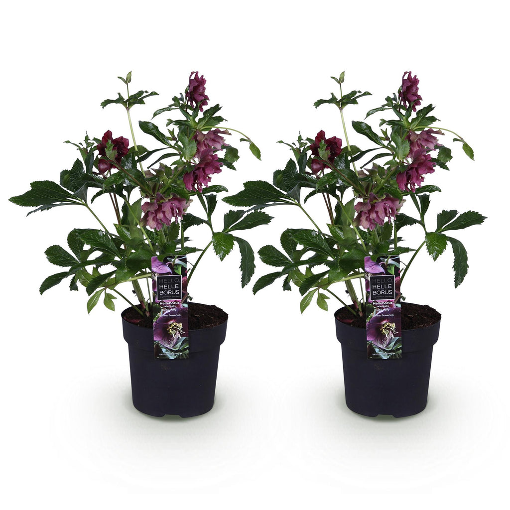 Tuinplant - Lenten Rose - Helleborus orientalis Double Ellen Red - Rode Bloem -2 Planten - Groenblijvend - Pot 14cm Hoogte 35cm
