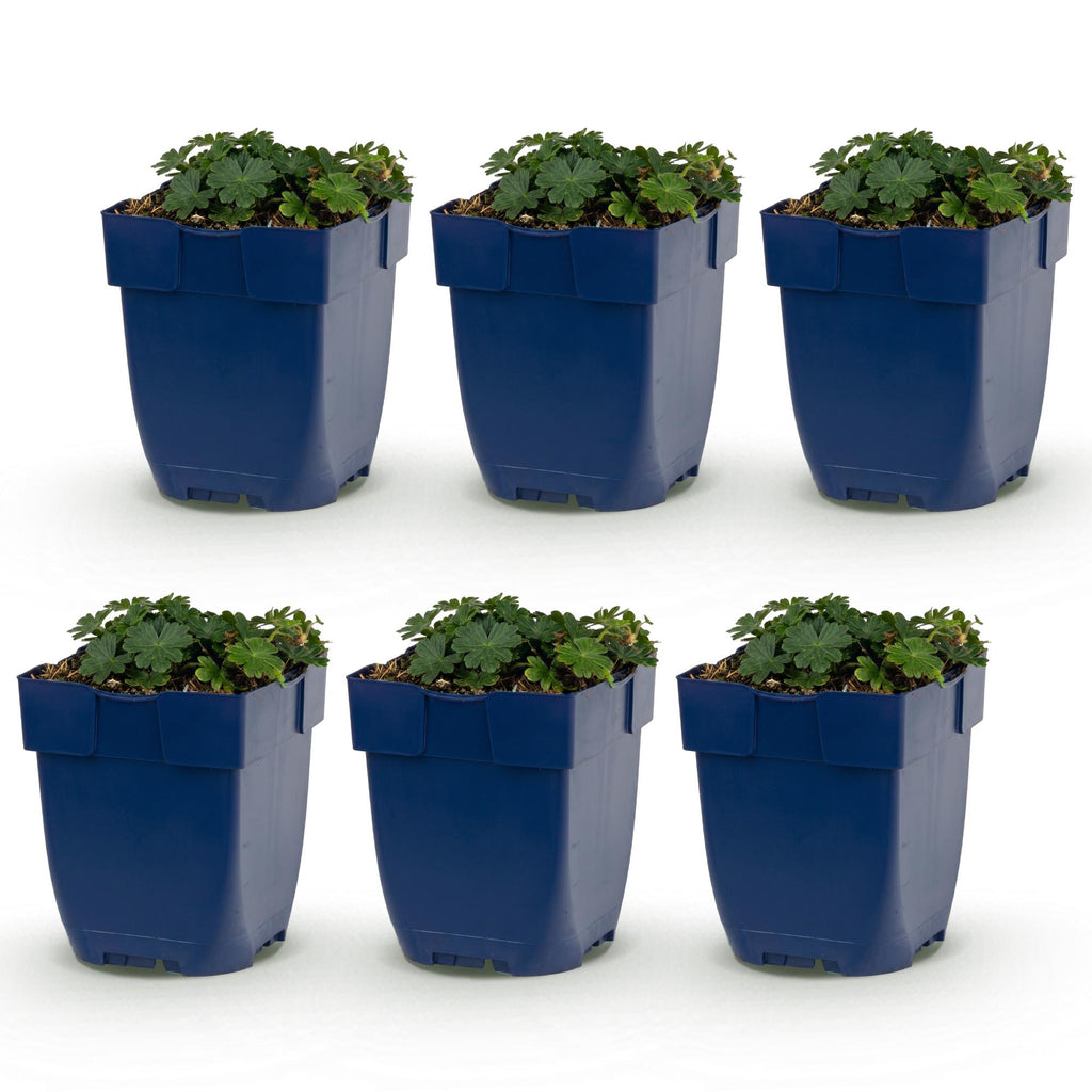 Vasteplant - Geranium sang. Max Frei - Ooievaarsbek - Bodembedekkend - Roze - 6 Planten - Pot 11cm - Hoogte 15-25cm