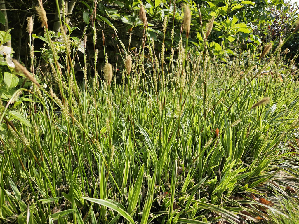 48x Carex morrowii 'Aureovariegata'  - ↕10-25cm - Ø9cm