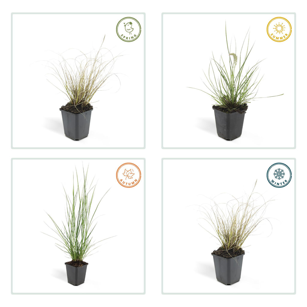 48x Pennisetum alopecuroides 'Hameln' - ↕10-25cm - Ø9cm