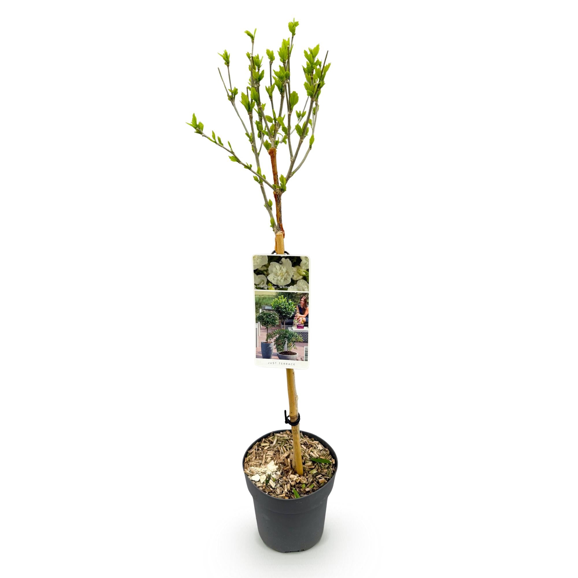 Plant op Stam - Hibiscus syriacus White Chiffon® - Terras Plant - Bladverliezend - Winterhard - Witte Bloem - Pot 19cm Hoogte 90cm