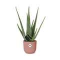 Aloe Vera 12cm in ELHO Vibes Fold 14cm roze