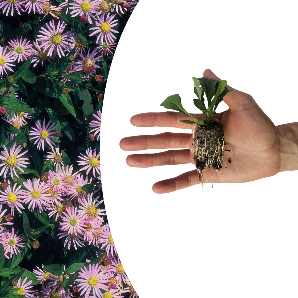 Aster – 6 Pluggen | Zelf Kweken & Genieten van een Kleurrijke Najaarstuin!