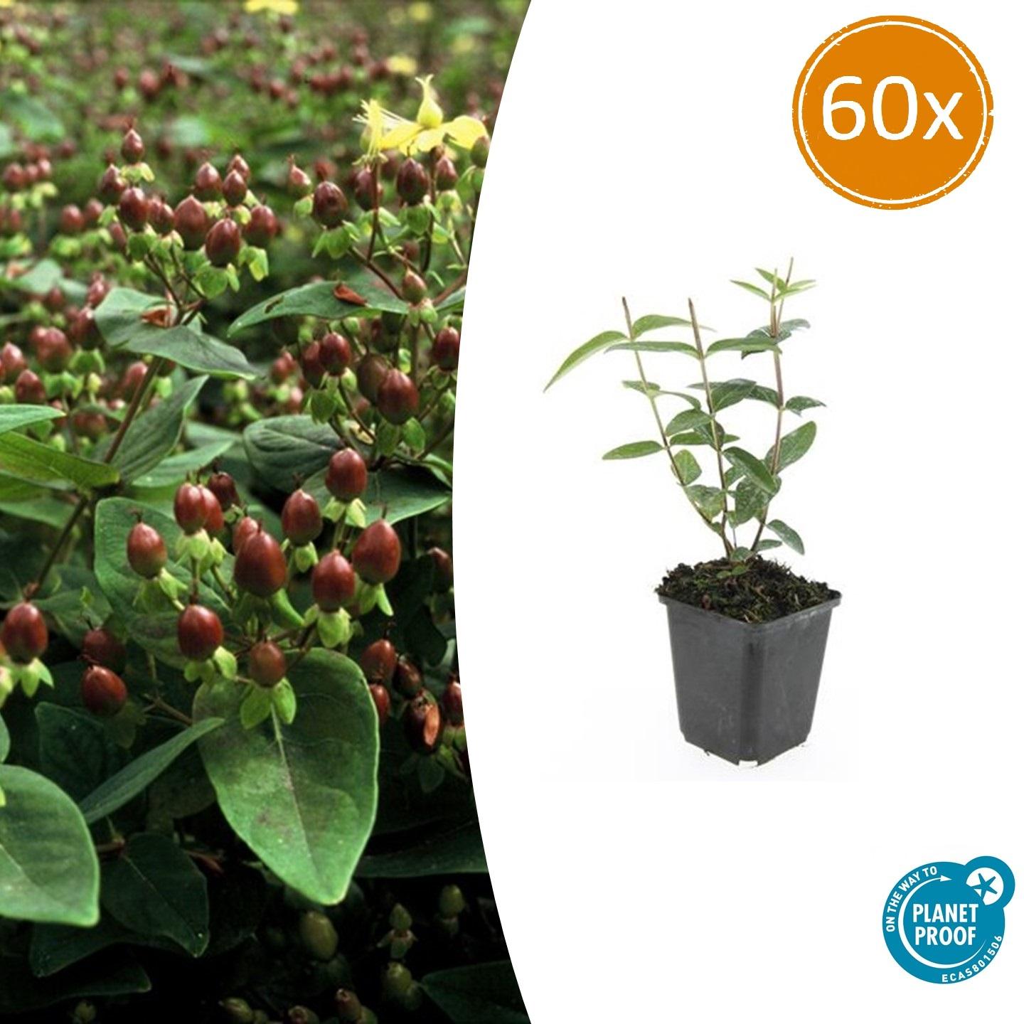 60x Hypericum inodorum 'Rheingold' - ↕10-25cm - Ø9cm