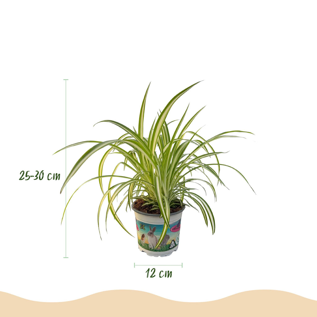 Kamerplant - Chlorophytum comosum Variegatum - Bonte Graslelie - Huisdiervriendelijke Plant - Groen - 1 Plant - met Potter Wit - Pot 12cm - Hoogte 20cm