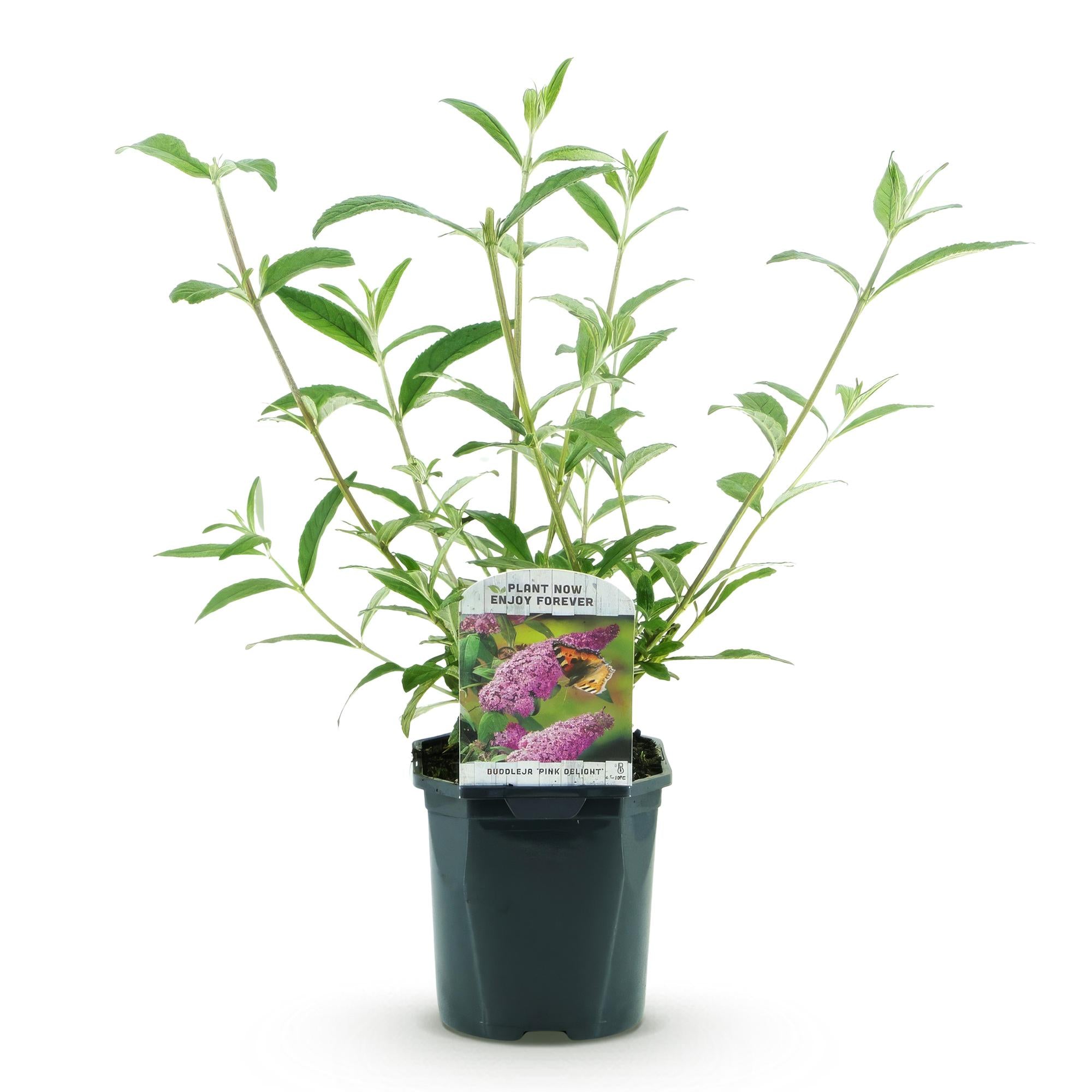Tuinplant - Buddleja davidii Pink Delight - Vlinderstruik - Winterhard - Roze - 1 Plant - Pot 17cm - Hoogte 45cm