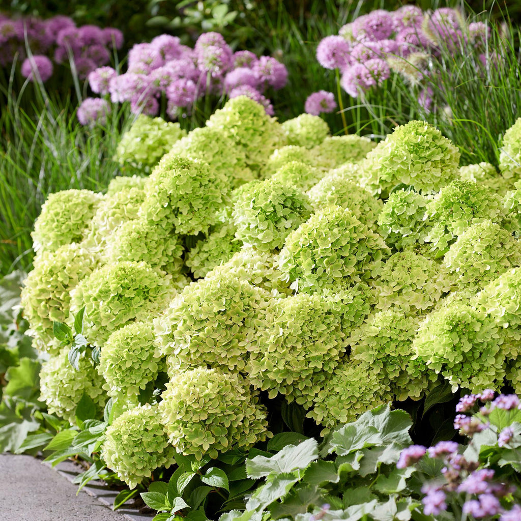 Tuinplant - Hydrangea panniculata Groundbreaker Greeny - Pluimhortensia - Winterhard - Creme - 4 Planten - Pot 14cm -Hoogte 20-25cm
