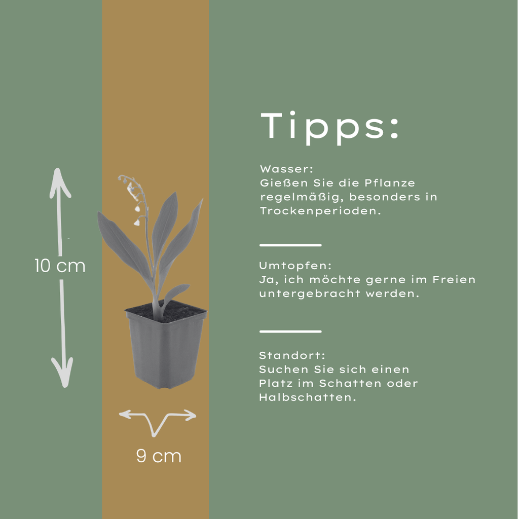 12x Convallaria majalis - ↕10-25cm - Ø9cm