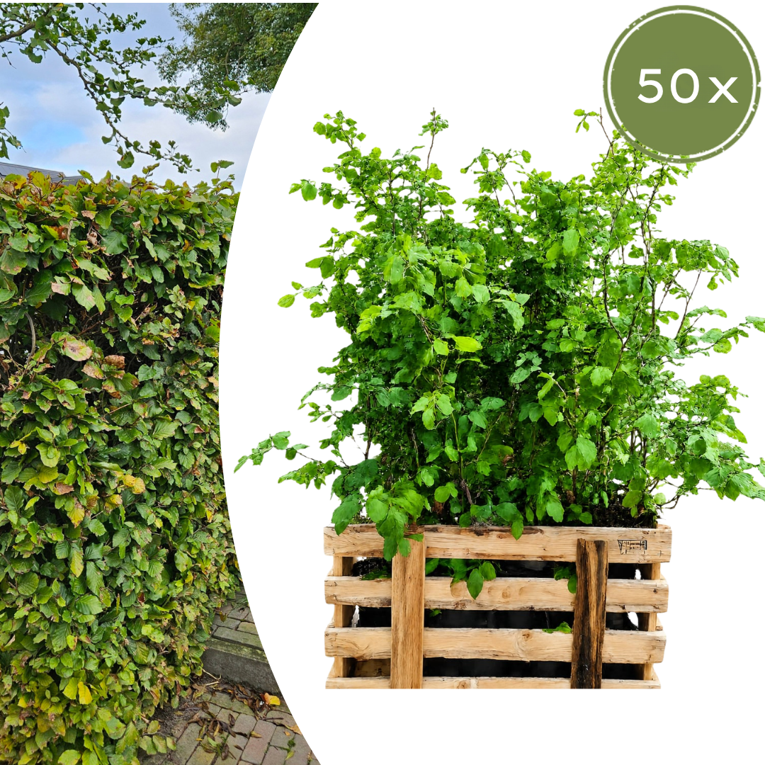 Palletdeal Haagplanten:  50 Fagus sylvatica ↕ 80-100 - Ø 19cm | Mini Pallet