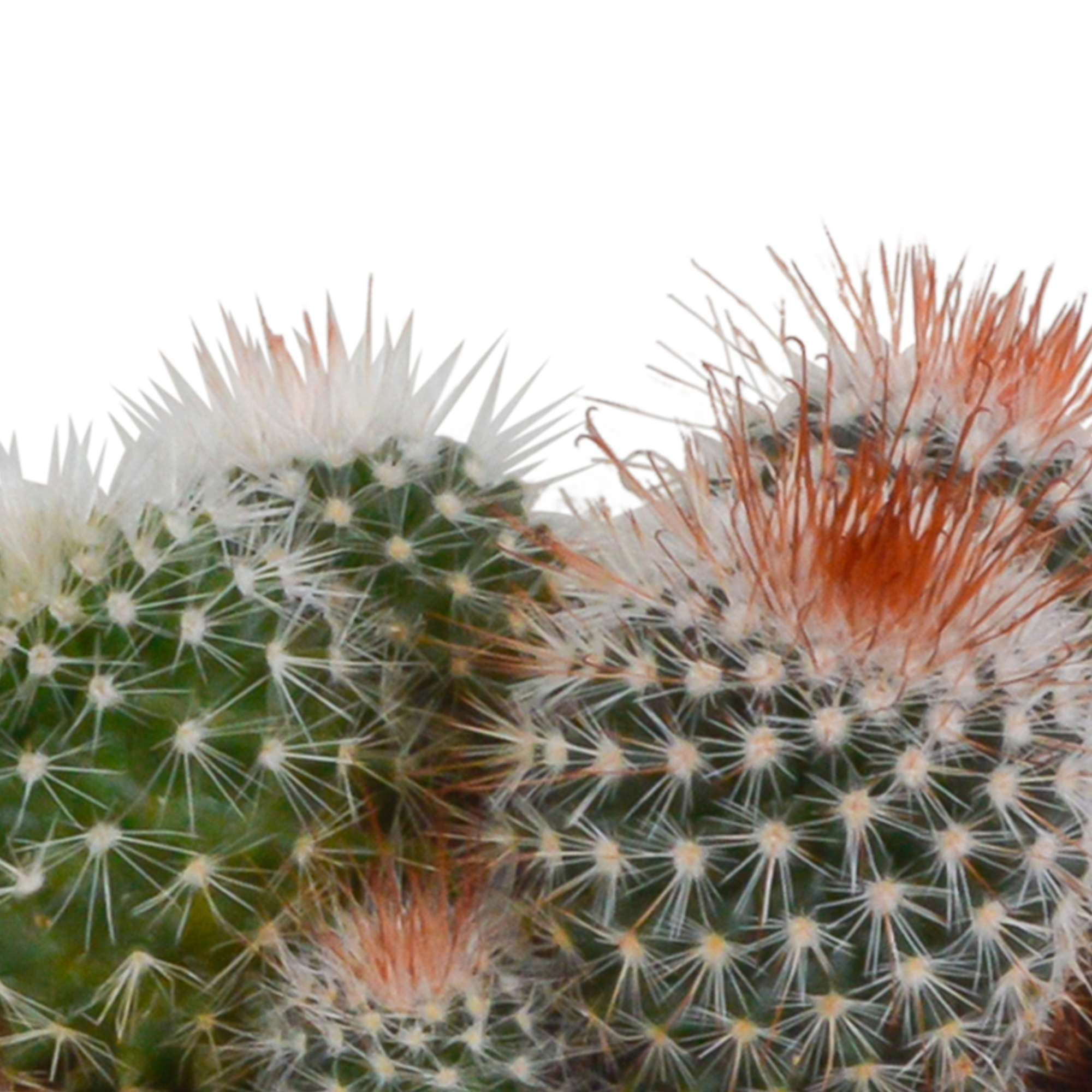 Bolcactus mix 8,5 cm | 3 stuks - in Mexicaanse pot