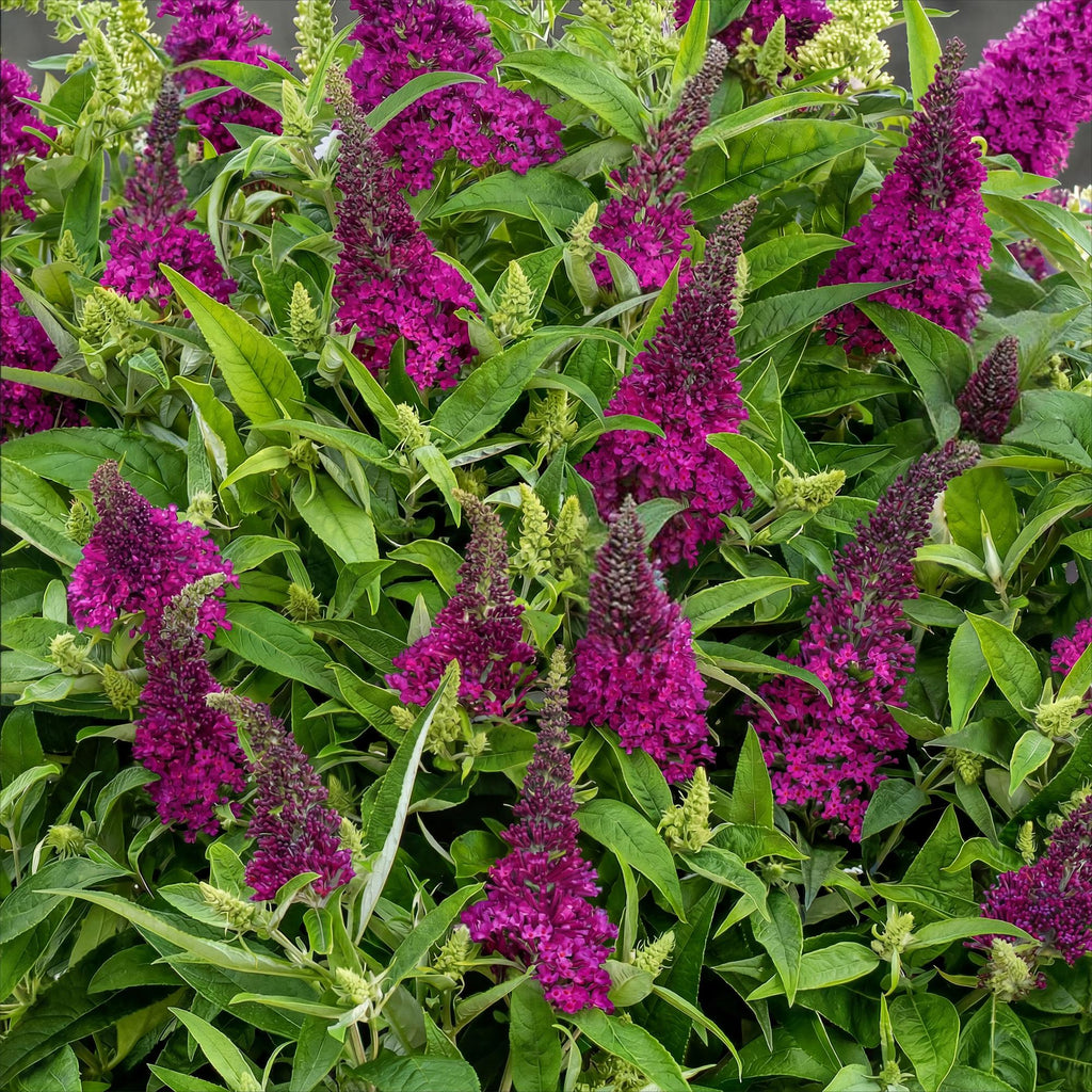 Tuinplant - Buddleja davidii Butterfly Candy Little Ruby - Vlinderstruik - Compact - Rood - 1 Plant - Pot 12cm - Hoogte 20-25cm