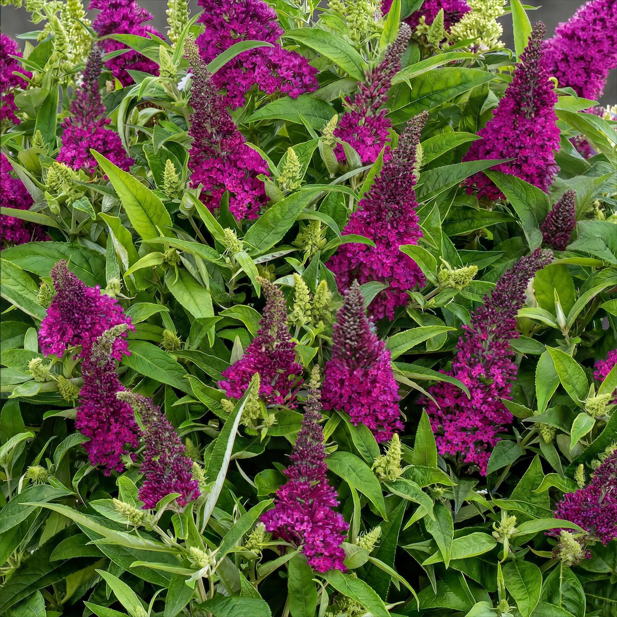 Tuinplant - Buddleja davidii Butterfly Candy Little Ruby - Vlinderstruik - Compact - Rood - 1 Plant - Pot 12cm - Hoogte 20-25cm