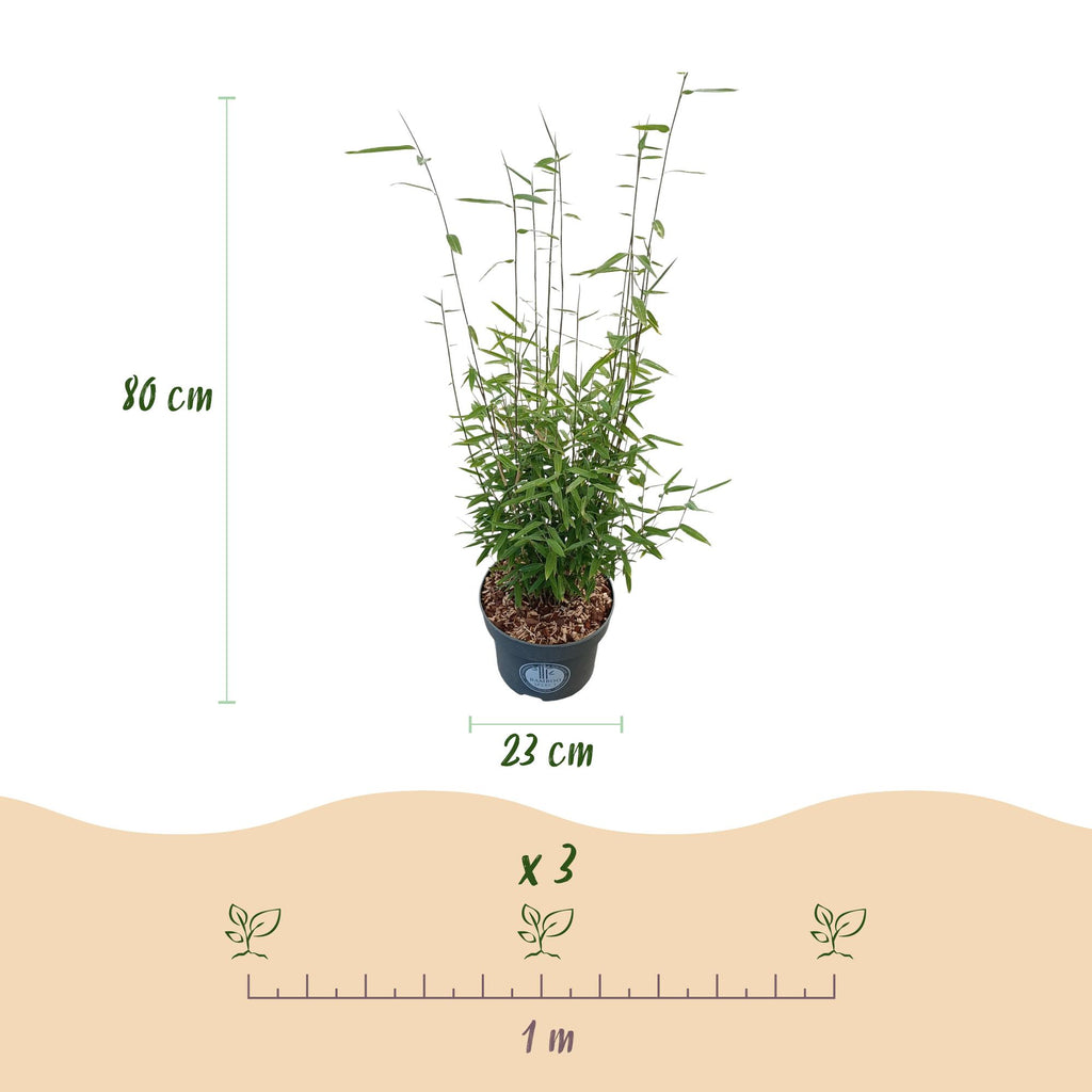 Grassen - Fargesia nitida Black Dragon - Niet Woekerende Bamboe - Bladhoudend - Groen - 1 Plant - Pot 23 cm - Hoogte 80 cm