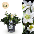 Tuinplant - Kerstroos - Helleborus Christmas Carol  - Witte Bloem -2 Planten - Groenblijvend - Pot 17cm Hoogte 35cm