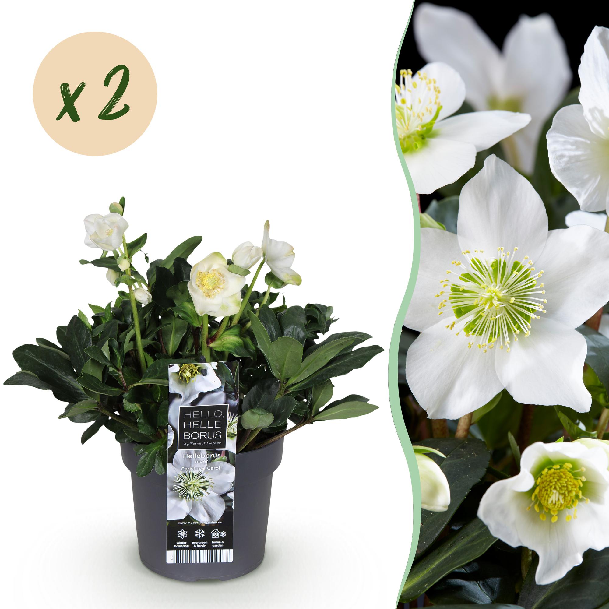 Tuinplant - Kerstroos - Helleborus Christmas Carol  - Witte Bloem -2 Planten - Groenblijvend - Pot 17cm Hoogte 35cm