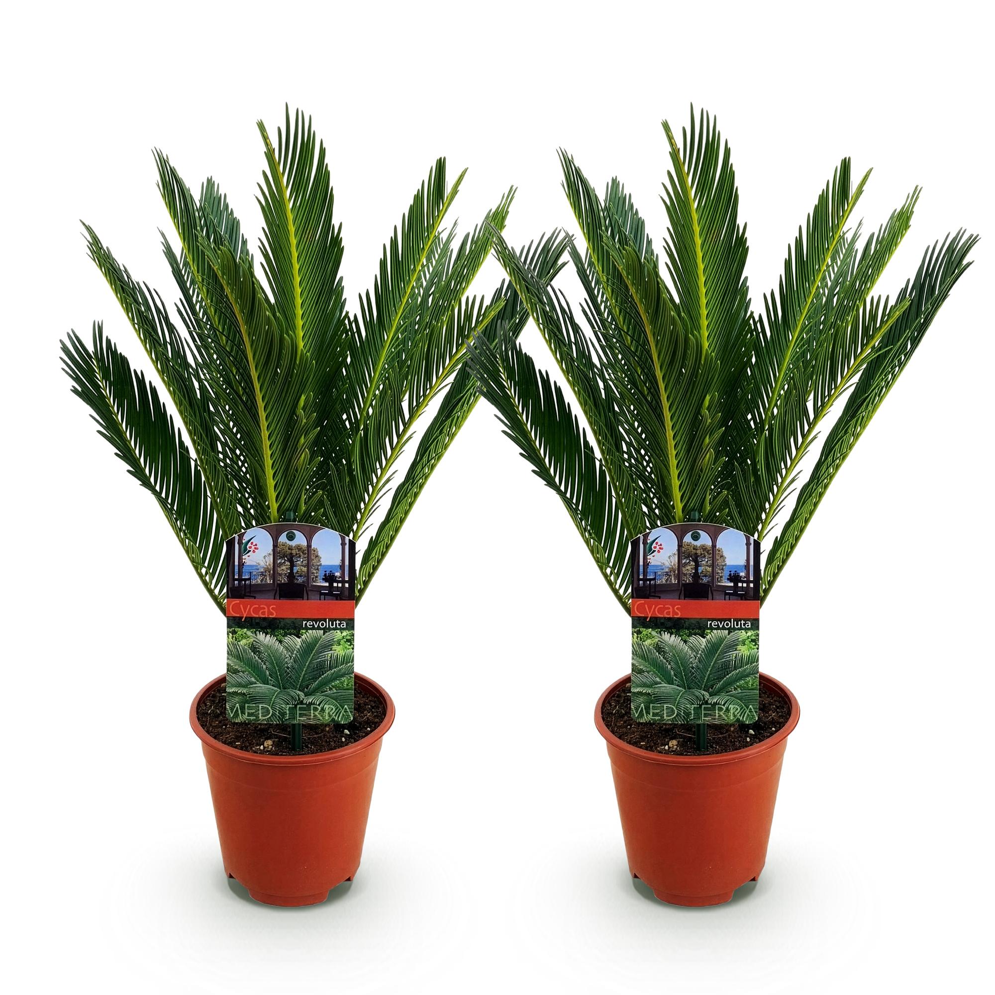 Kamerplant - Cycas revoluta - Palmvaren - Weinig onderhoud - Groen - 2 - Pot 15cm - Hoogte 45-55cm