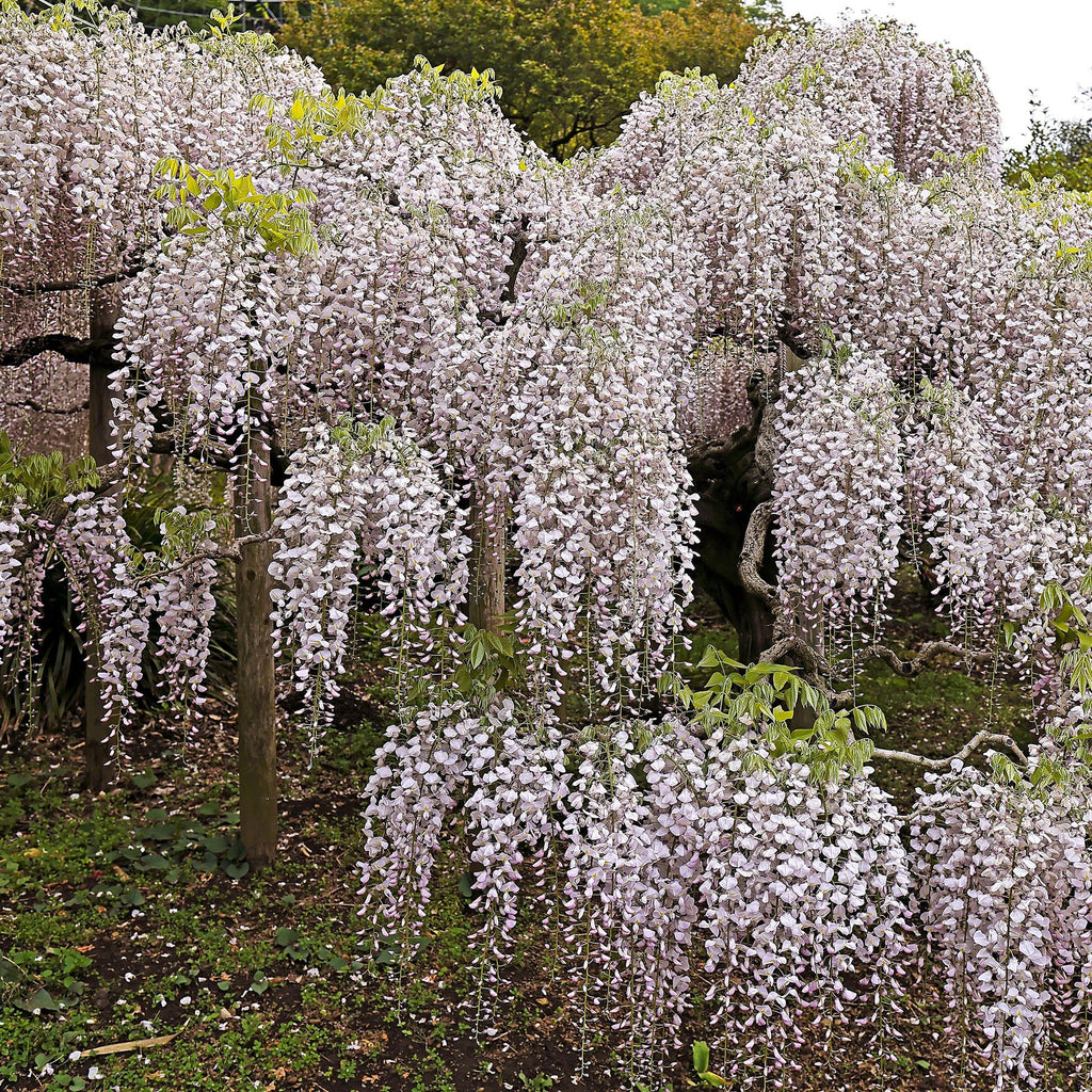 Blauwe regen - Wisteria floribunda Rosea - Bloem roze  - 1 plant - Pot 11cm Hoogte 40cm