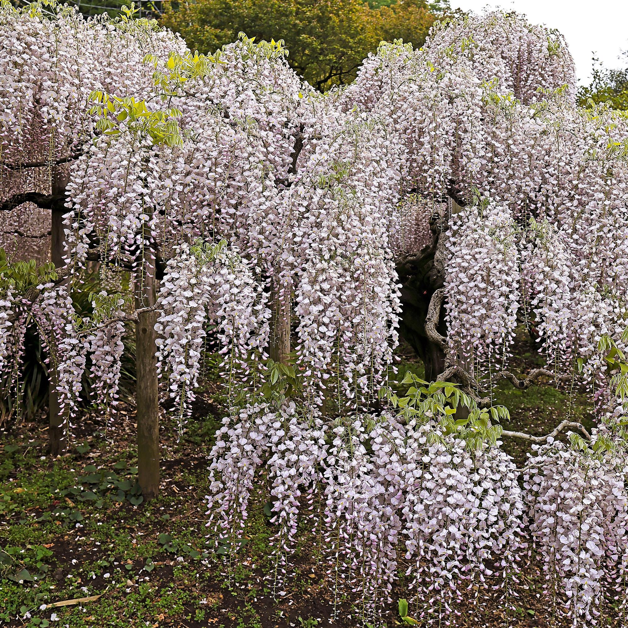 Blauwe regen - Wisteria floribunda Rosea - Bloem roze  - 1 plant - Pot 11cm Hoogte 40cm