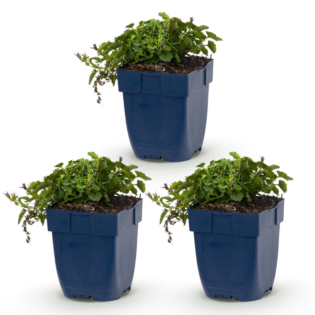 Vasteplant - Campanula posch. Stella - Perzikbladklokje - Bodembedekkend - Paars - 3 Planten - Pot 11cm - Hoogte 15-25cm