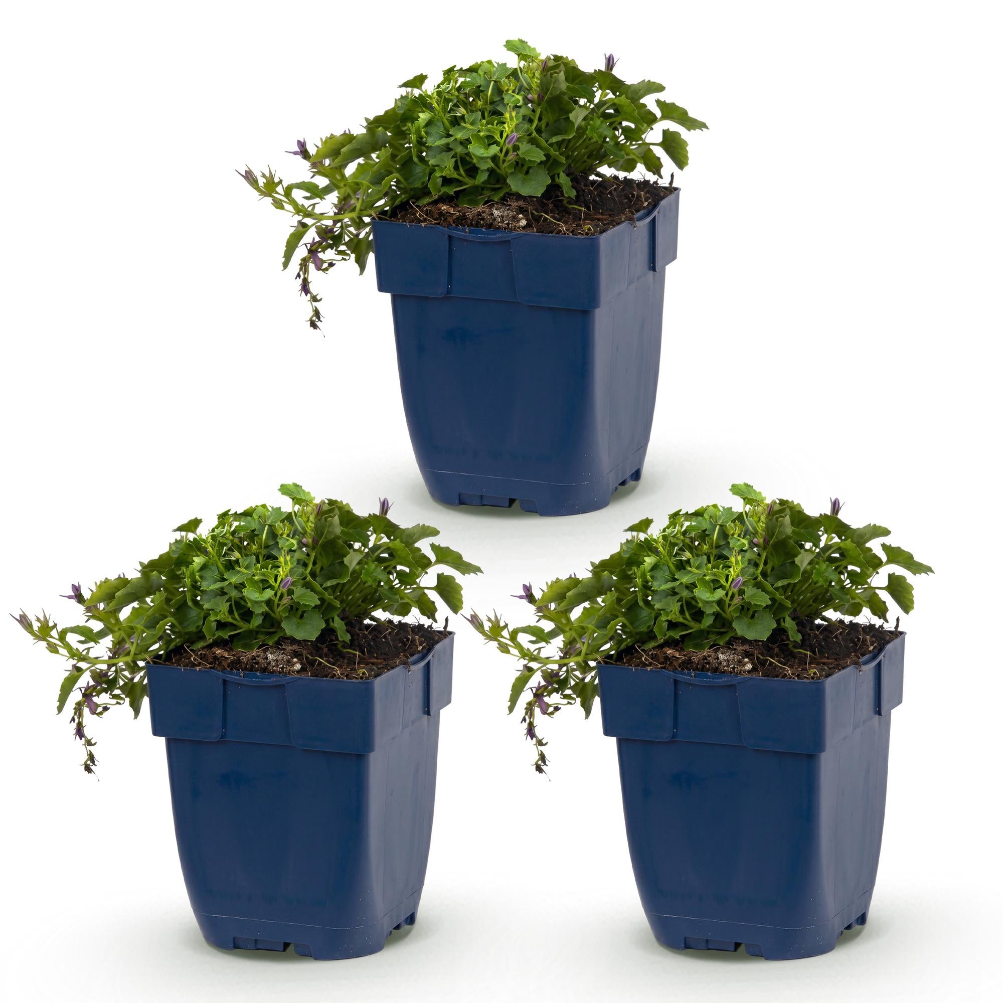 Vasteplant - Campanula posch. Stella - Perzikbladklokje - Bodembedekkend - Paars - 3 Planten - Pot 11cm - Hoogte 15-25cm