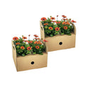 8x Osteospermum Ecklonis Orange Ø12 cm - ↕20 cm