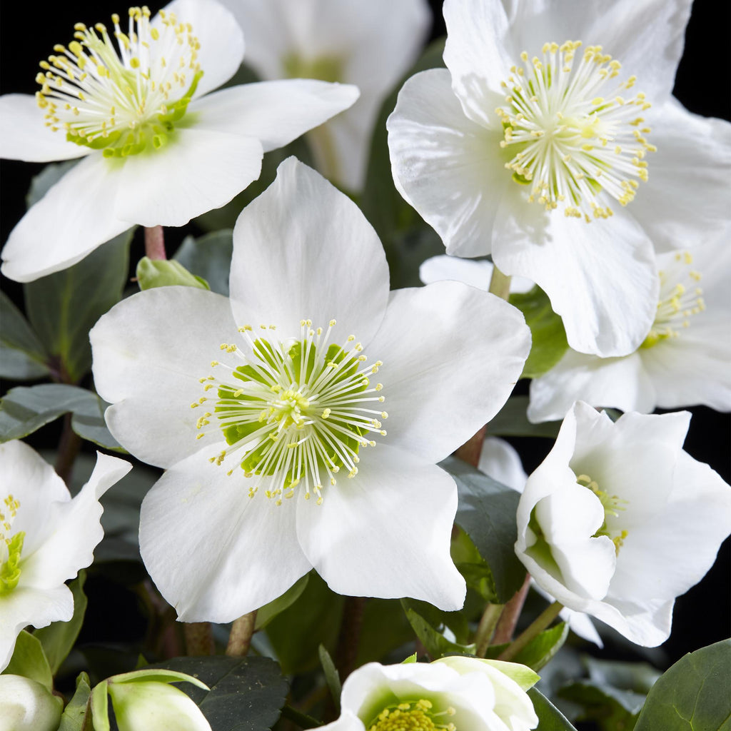 Tuinplant - Kerstroos - Helleborus Christmas Carol  - Witte Bloem - 4 Planten - Groenblijvend - Pot 10,5cm Hoogte 25cm