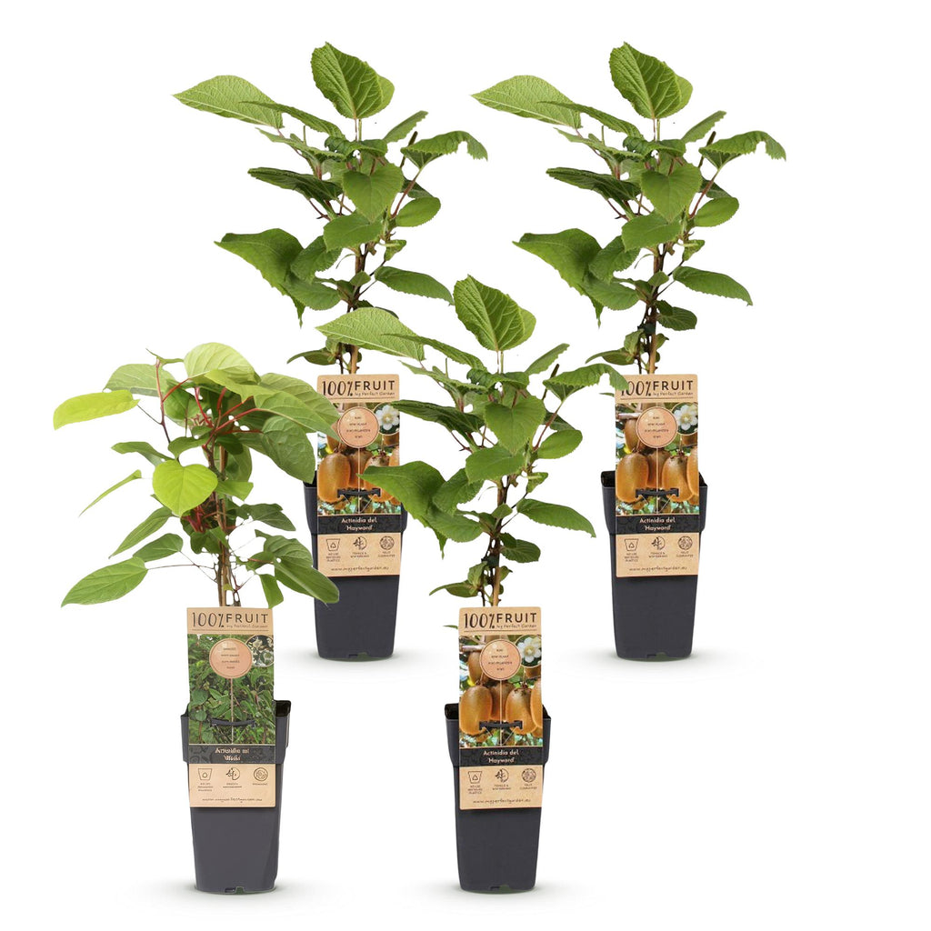 Fruitplant - Actinidia Weiki & Hayward - Kiwiplant - 1 Mannelijke - 3 Vrouwelijke - Planten - Groen - Pot 15cm - Hoogte 50cm