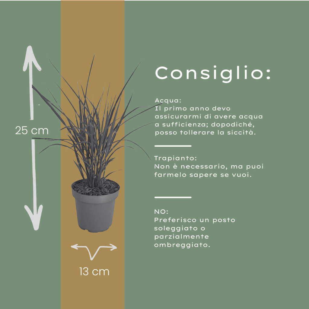 3x Miscanthus sinensis ‘Zebrinus’ – Opvallend zebragras met decoratief gestreept blad | Potmaat 12 cm