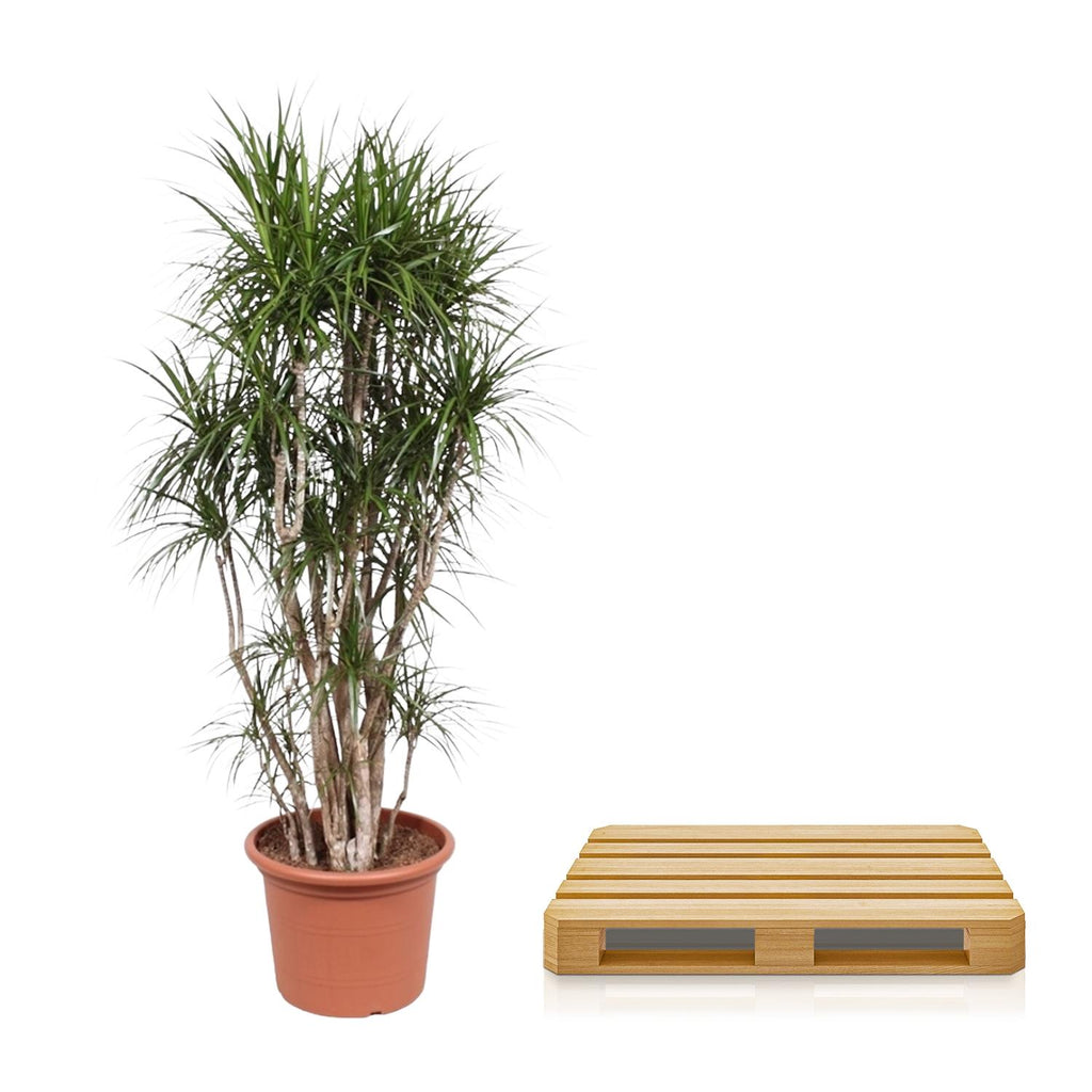 Dracaena Marginata vertakt - 220 cm - ø40