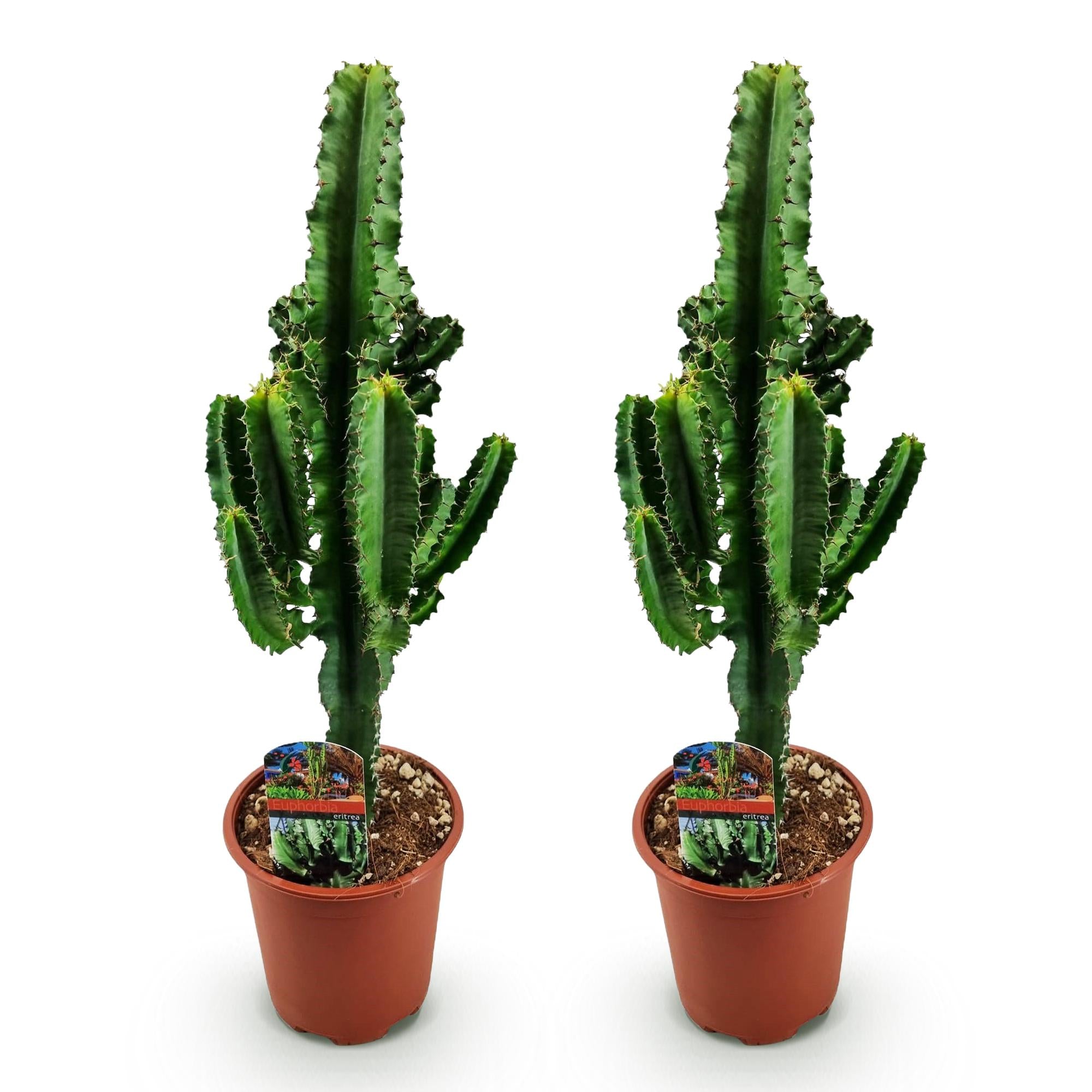 Kamerplant - Euphorbia eritrea - Afrikaanse melkboom - Weinig onderhoud - Groen - 2 - Pot 17cm - Hoogte 60cm