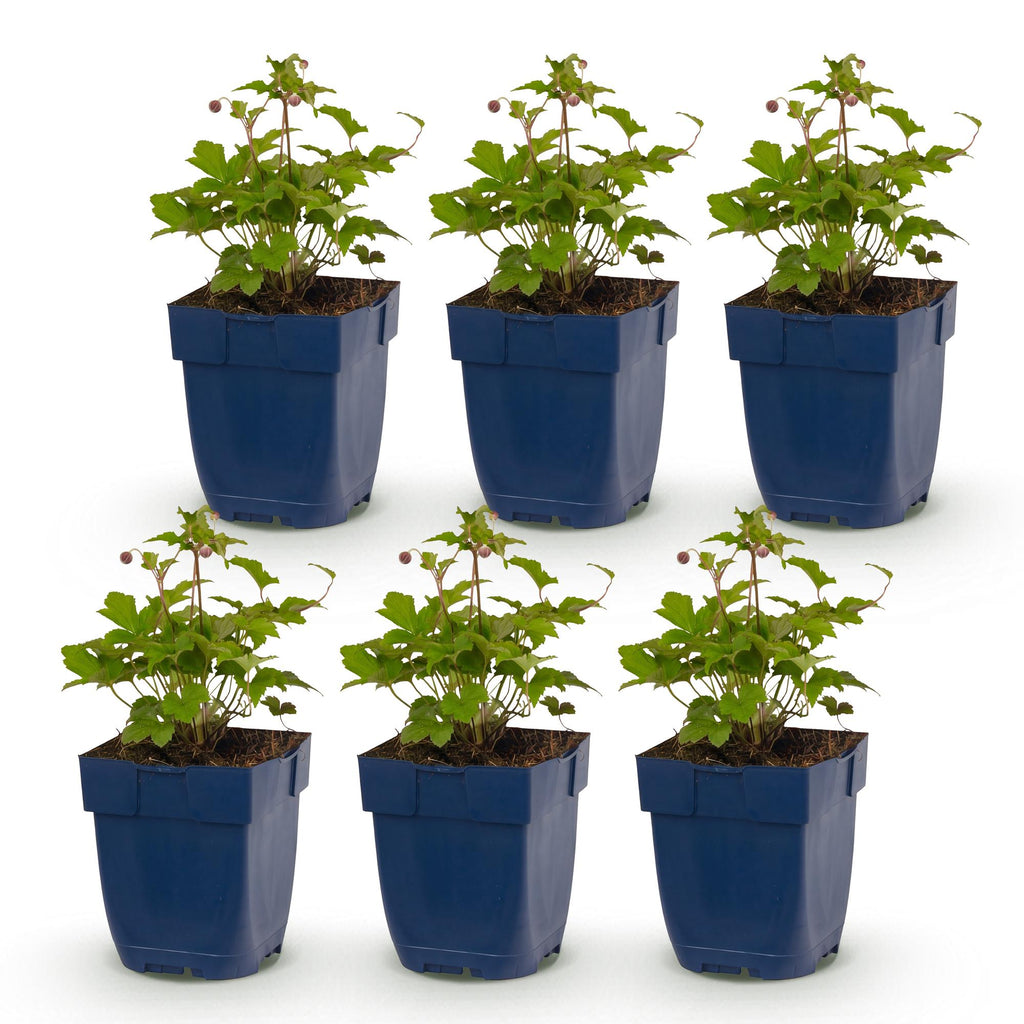 Vasteplant - Anemone hup. Splendens - Herfst Anemoon - Schaduw - Donker Roze - 6 Planten - Pot 11cm - Hoogte 15-25cm