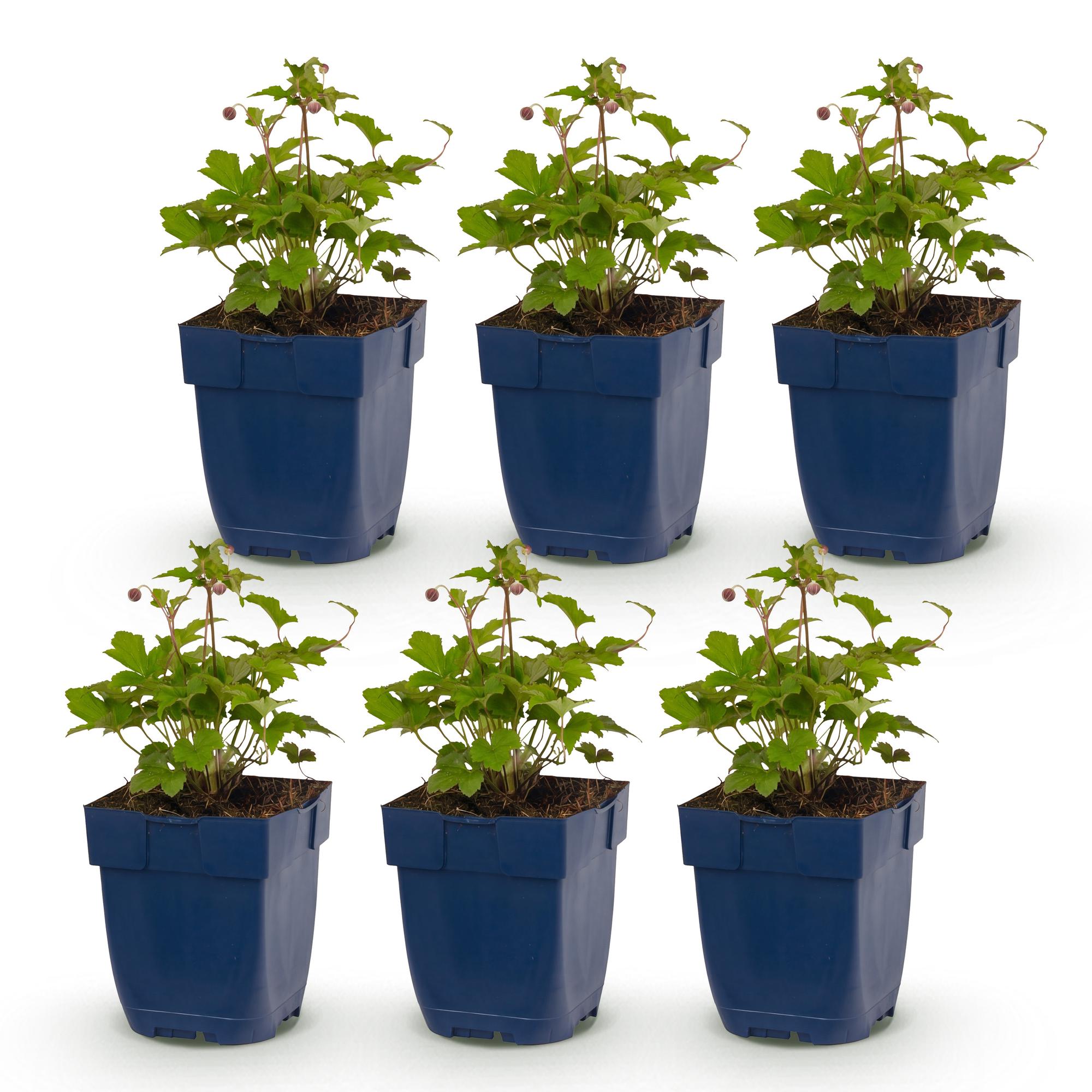 Vasteplant - Anemone hup. Splendens - Herfst Anemoon - Schaduw - Donker Roze - 6 Planten - Pot 11cm - Hoogte 15-25cm