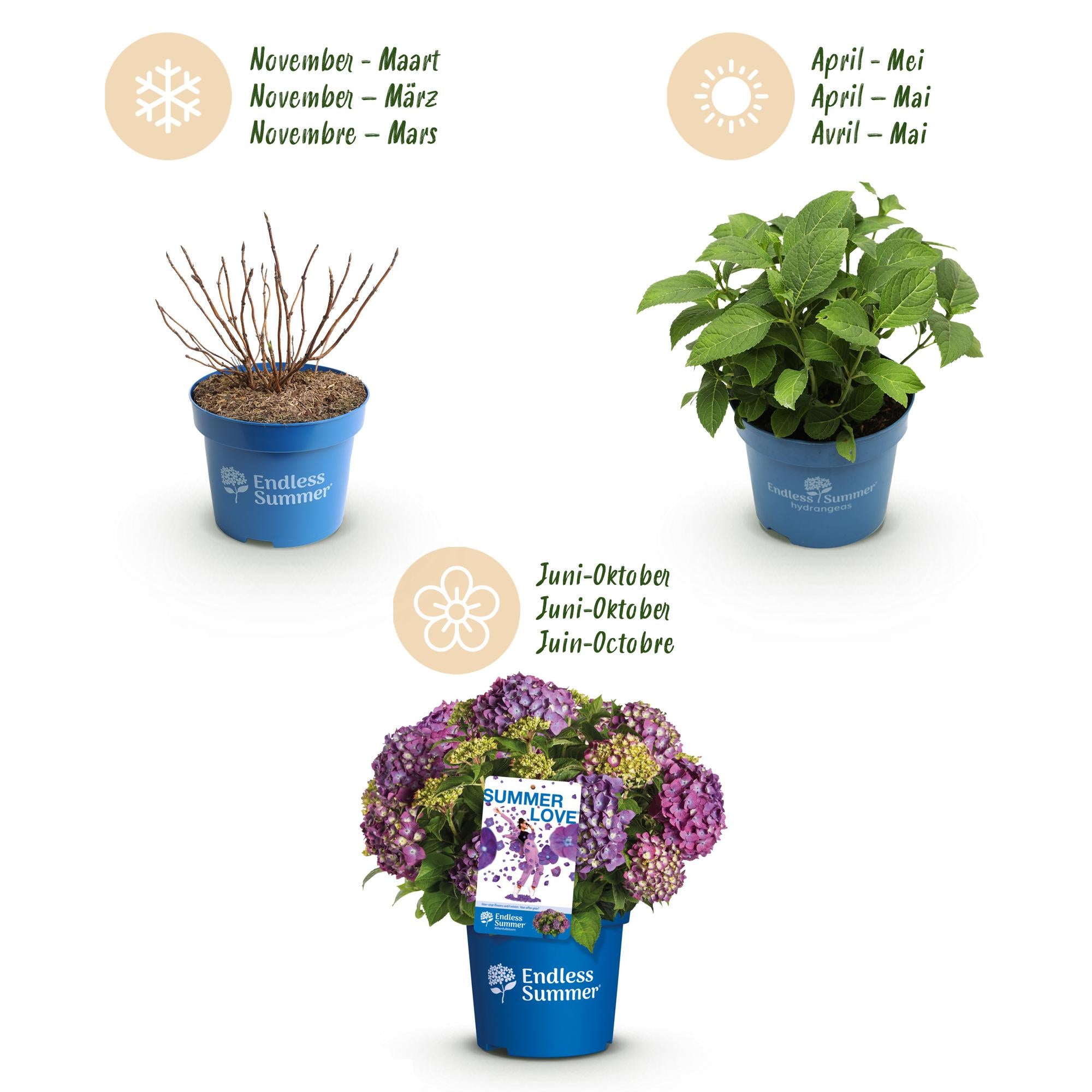 Tuinplant - Hydrangea Endles Summer Summer Love Purple - Hortensia - Winterhard - Paars - 2 Planten - Pot 14cm - Hoogte 20-25cm