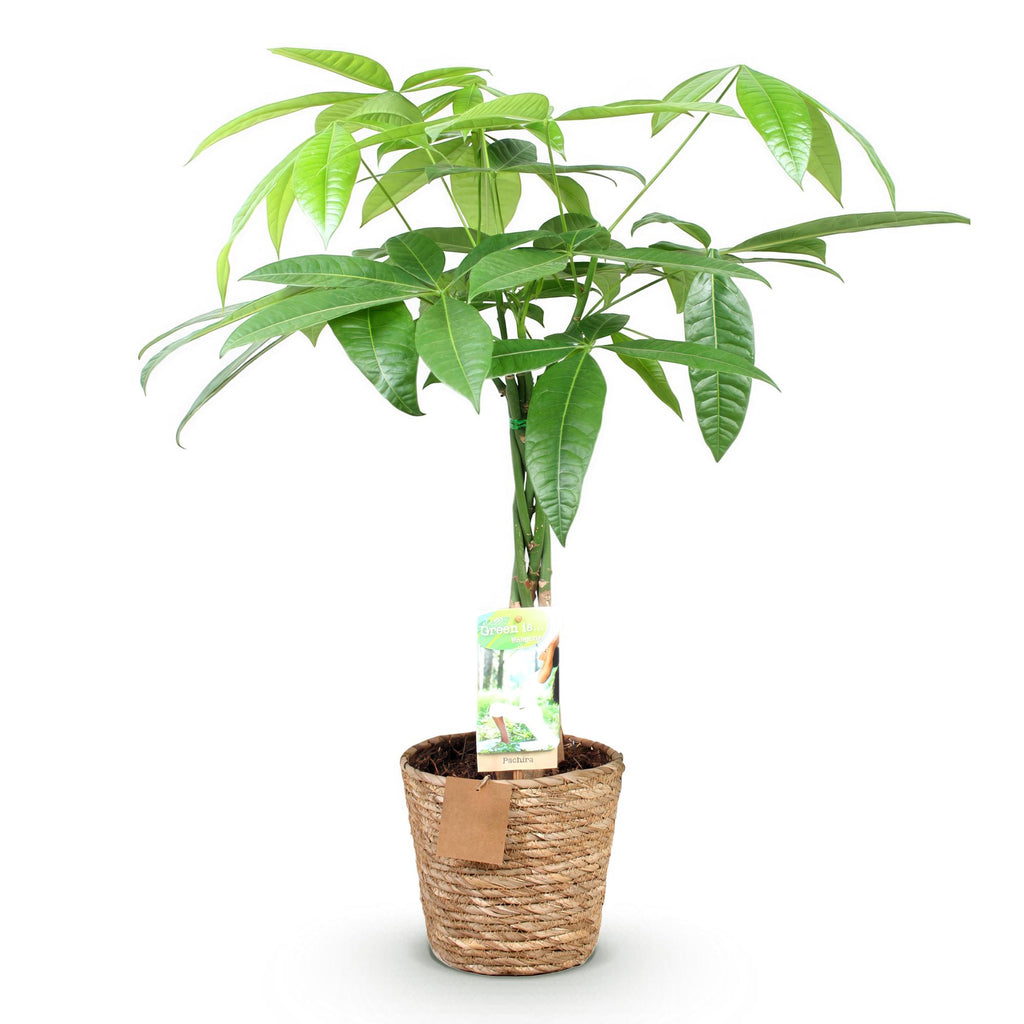 Green is... Kamerplanten - Pachira Aquatica gevlochten stam - Geldboom - Weinig onderhoud - met mand - Groen - 1 Plant - Pot 17cm - Hoogte 60-70cm