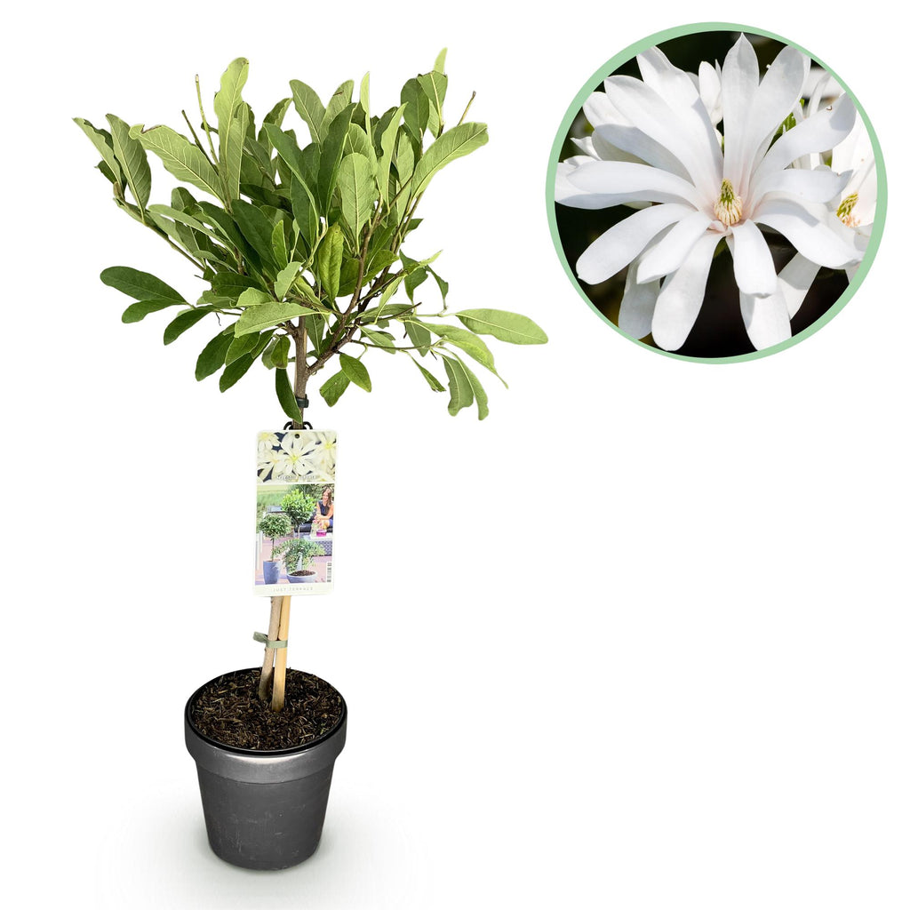 Plant op Stam - Magnolia stellata -Terras Plant - Bladverliezend - Winterhard - Witte Bloem - Pot 19cm Hoogte 90cm