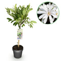 Plant op Stam - Magnolia stellata -Terras Plant - Bladverliezend - Winterhard - Witte Bloem - Pot 19cm Hoogte 90cm