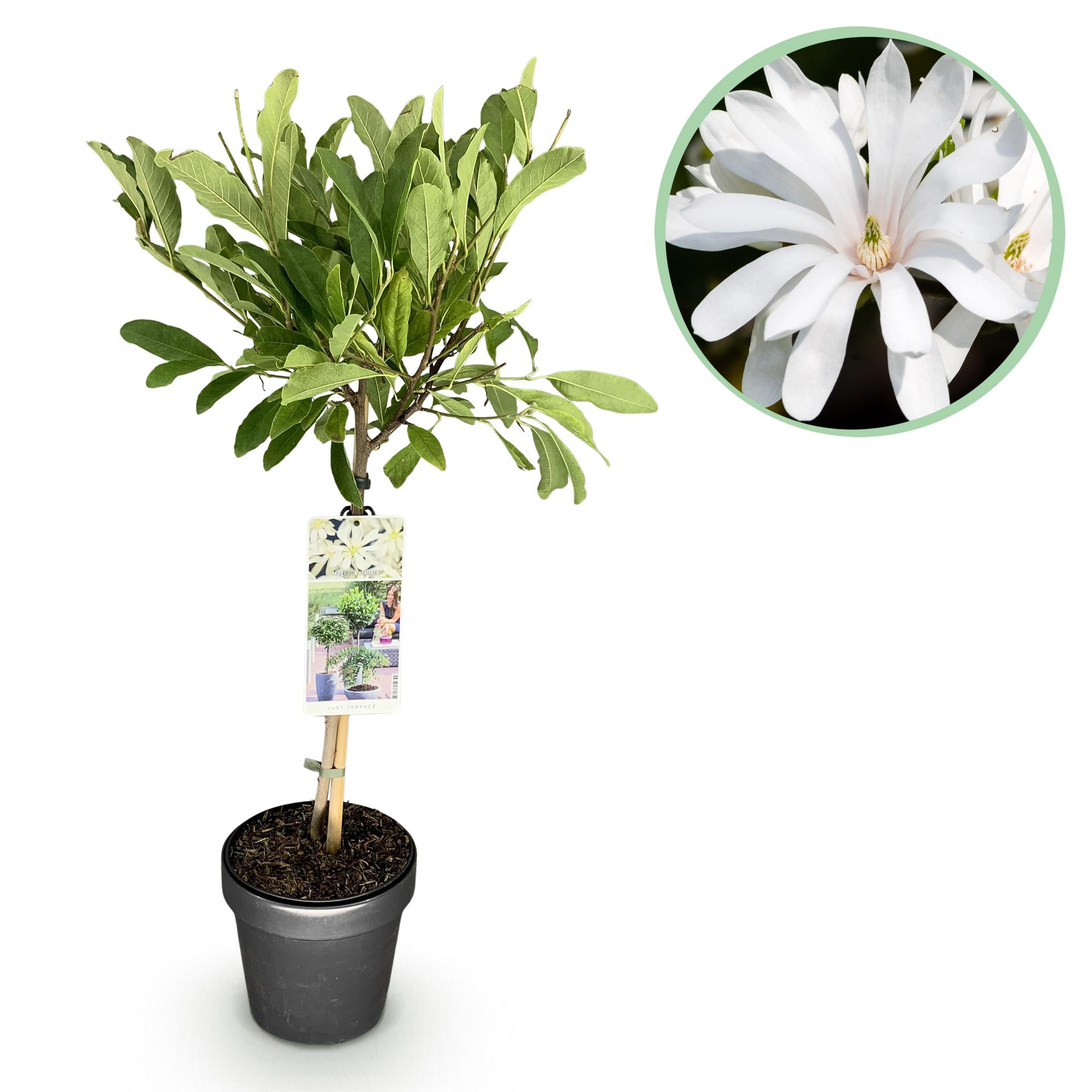 Plant op Stam - Magnolia stellata -Terras Plant - Bladverliezend - Winterhard - Witte Bloem - Pot 19cm Hoogte 90cm