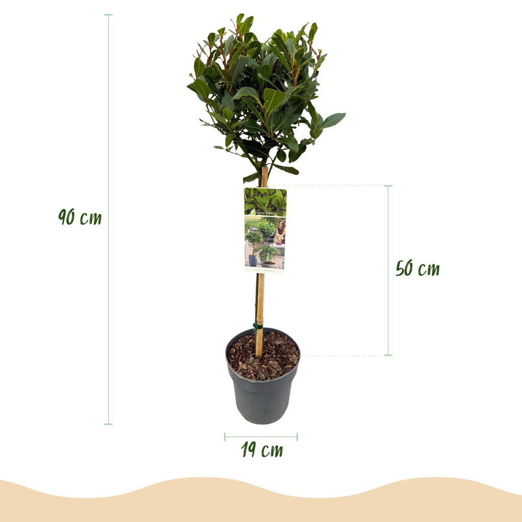 Plant op Stam - Laurus nobilis - Terras Plant - Bladhoudend - Winterhard - Groen Blad - Pot 19cm Hoogte 90cm