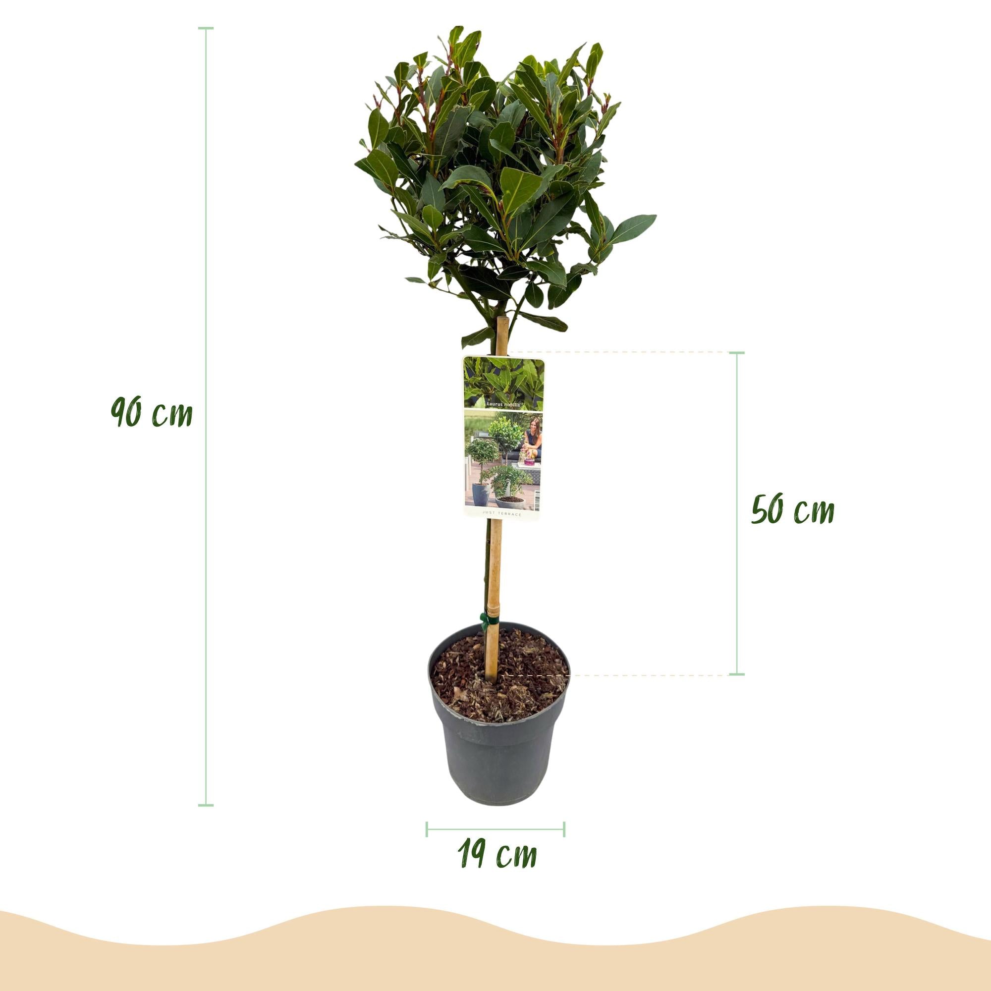 Plant op Stam - Laurus nobilis - Terras Plant - Bladhoudend - Winterhard - Groen Blad - Pot 19cm Hoogte 90cm