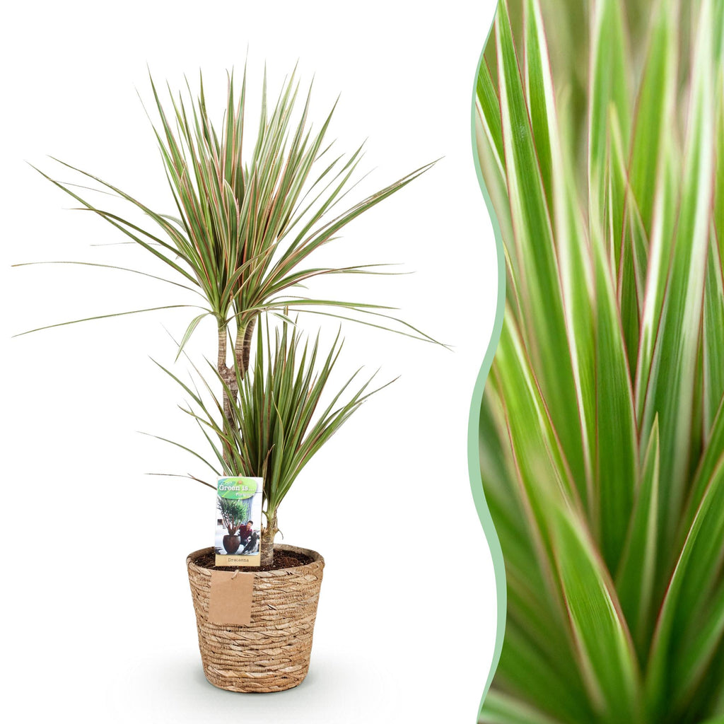 Green is... Kamerplanten - Dracaena Marginata Bicolor - Drakenbloedboom - Weinig onderhoud - met mand - Groen - 1 Plant - Pot 17cm - Hoogte 70-75cm