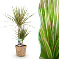 Green is... Kamerplanten - Dracaena Marginata Bicolor - Drakenbloedboom - Weinig onderhoud - met mand - Groen - 1 Plant - Pot 17cm - Hoogte 70-75cm