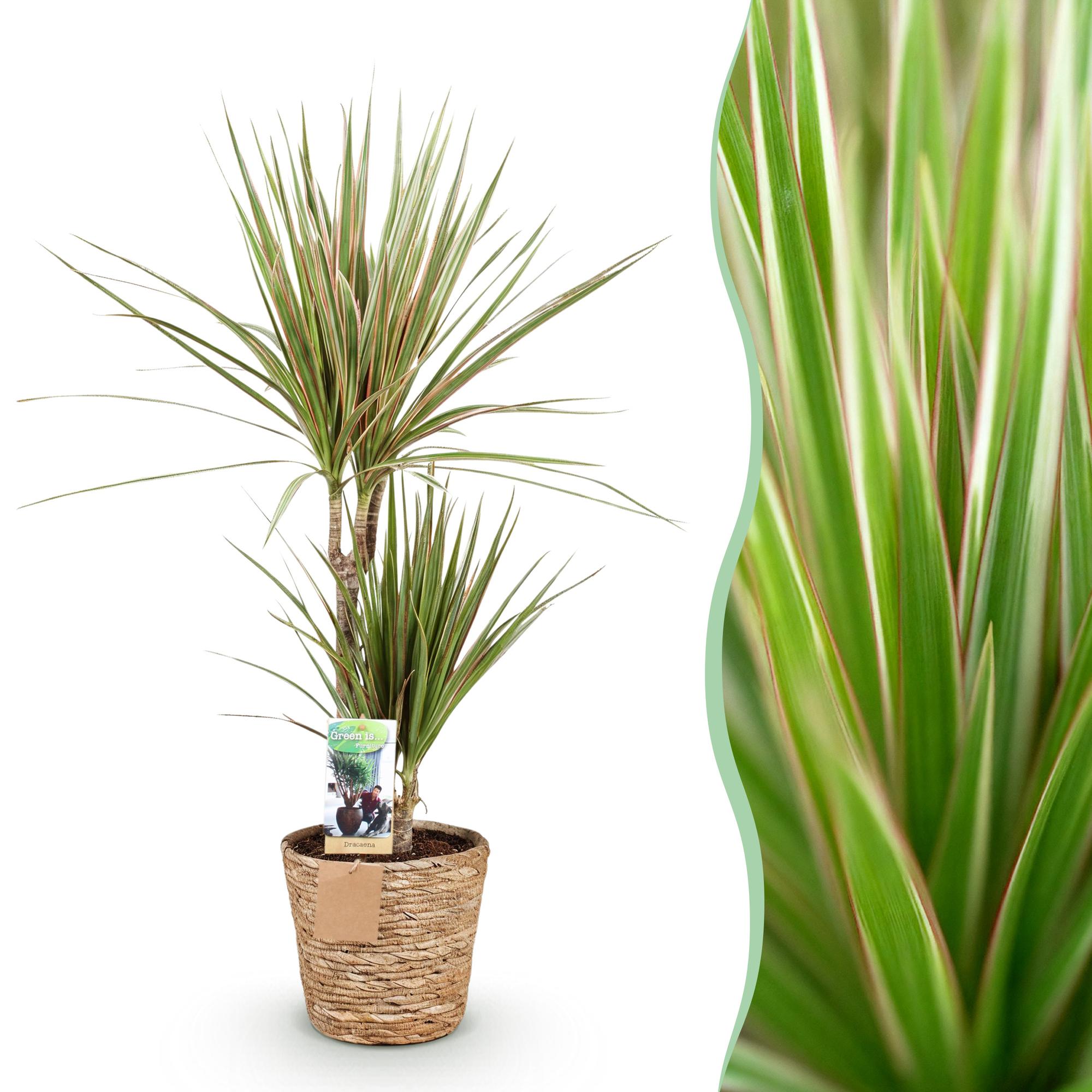 Green is... Kamerplanten - Dracaena Marginata Bicolor - Drakenbloedboom - Weinig onderhoud - met mand - Groen - 1 Plant - Pot 17cm - Hoogte 70-75cm