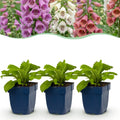 Vasteplant - Digitalis Tricolour - Vingerhoedskruid - Schaduw - Roze - Paars - Wit - 24 Planten - Pot 11cm - Hoogte 15-25cm