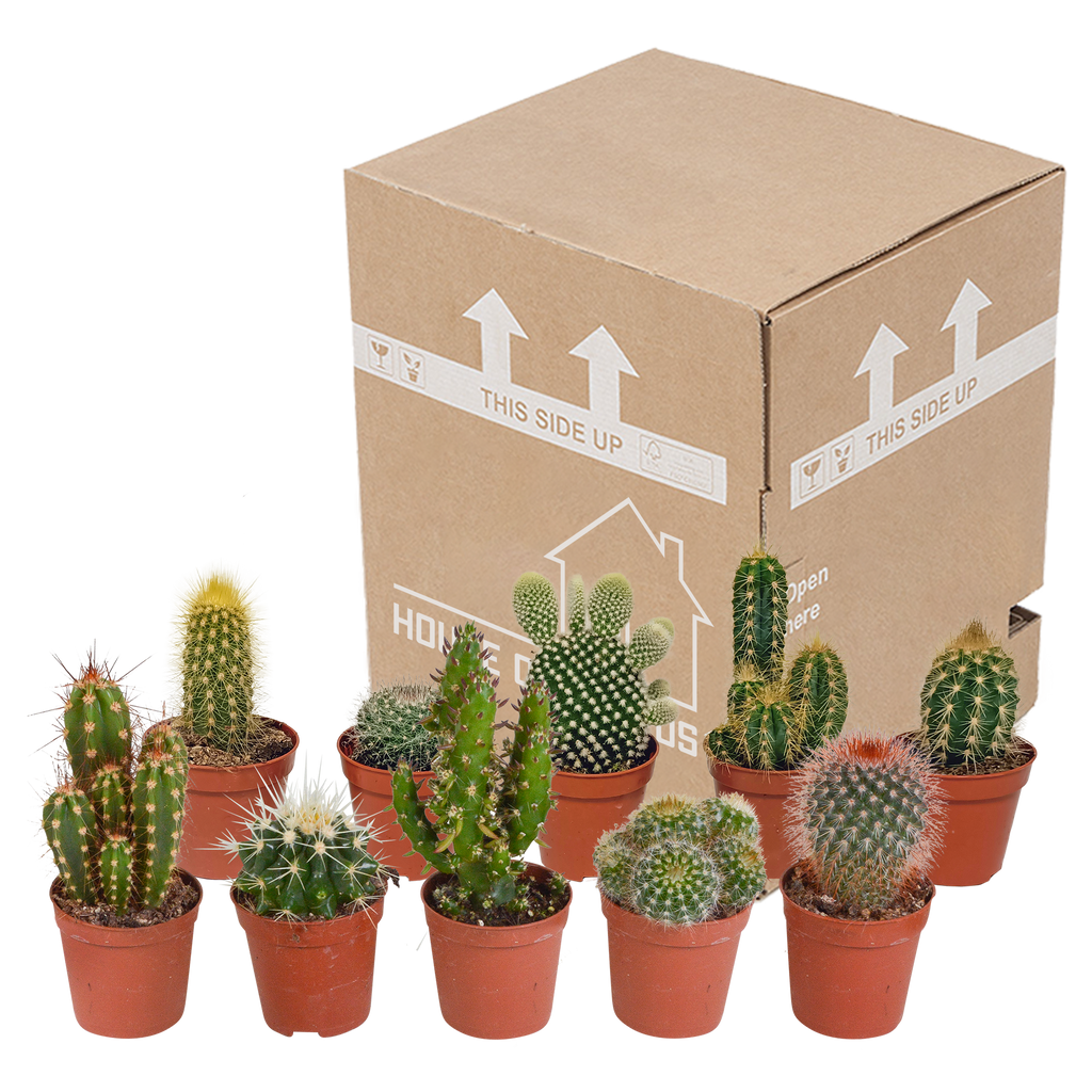 Cactus mix 5.5 cm - 10x - zonder pot