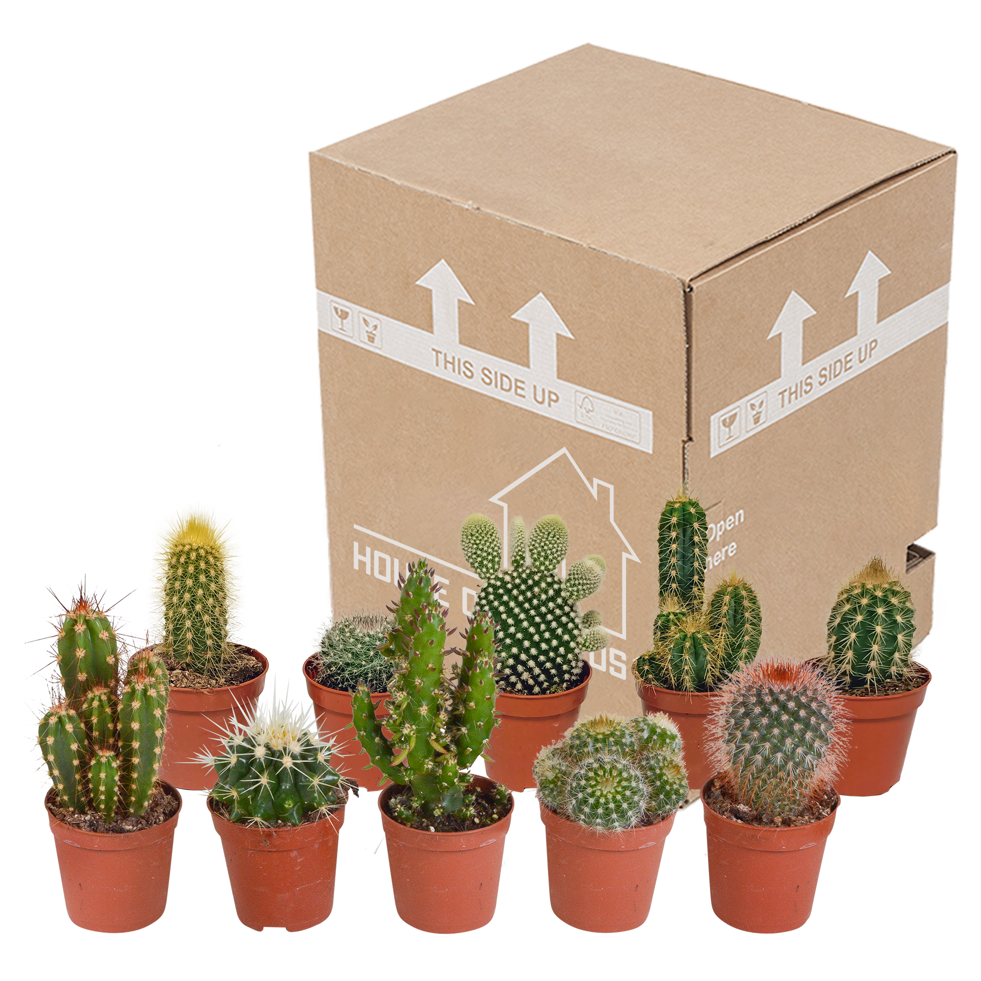 Cactus mix 5.5 cm - 10x - zonder pot
