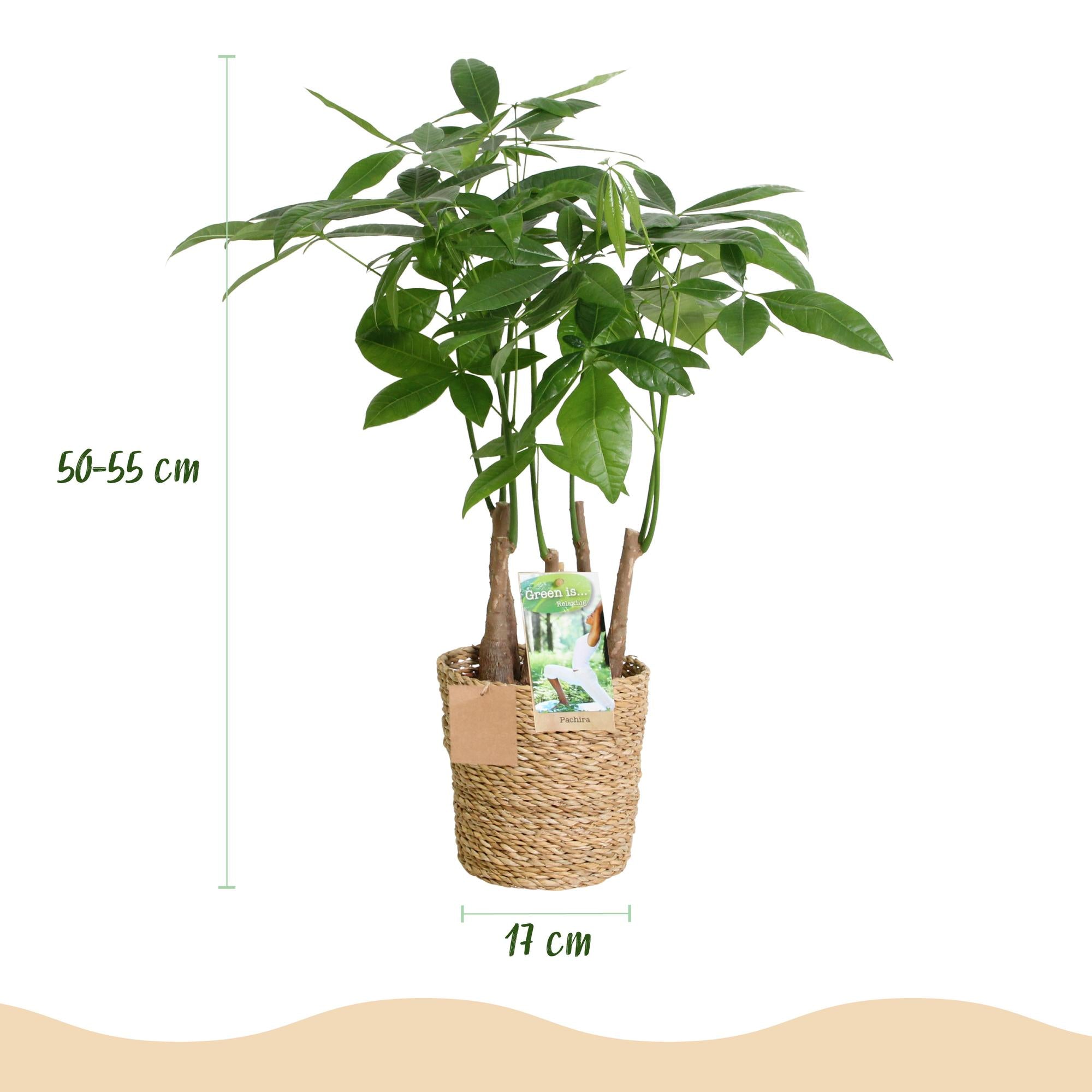Green is... Kamerplanten - Pachira Aquatica multi stam - Geldboom - Weinig onderhoud - met mand - Groen - 1 Plant - Pot 17cm - Hoogte 50-55cm